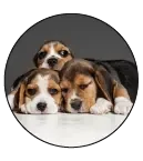 Accessori per animali domestici e prodotti per animali domestici