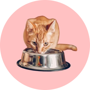 Accessori per animali domestici e prodotti per animali domestici